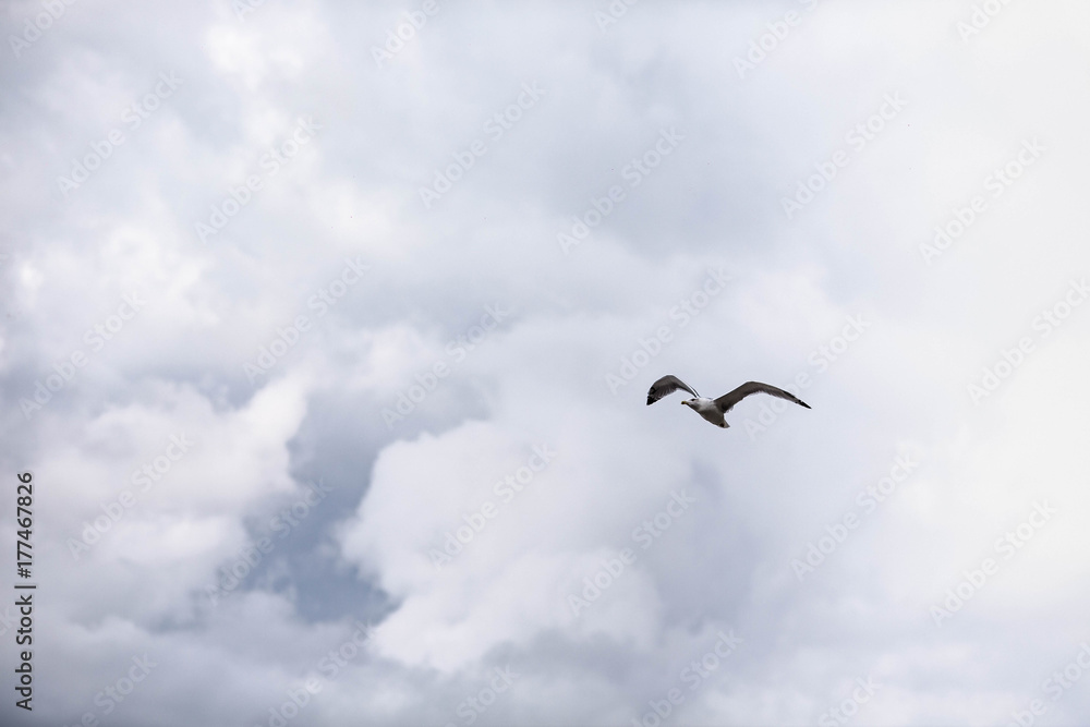 beautiful seagull on blue sky background with clouds beautiful seagull on blue sky background with clouds