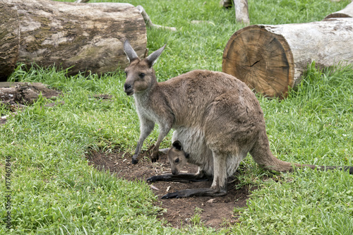 eastern grey kangaroo with joey