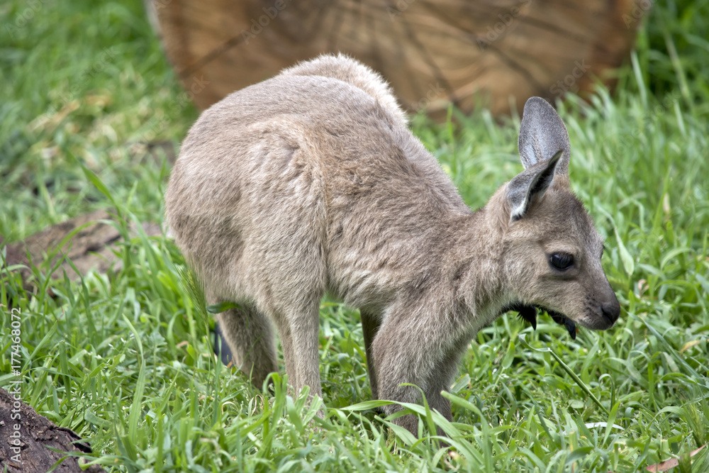 Fototapeta premium eastern grey kangaroo joey