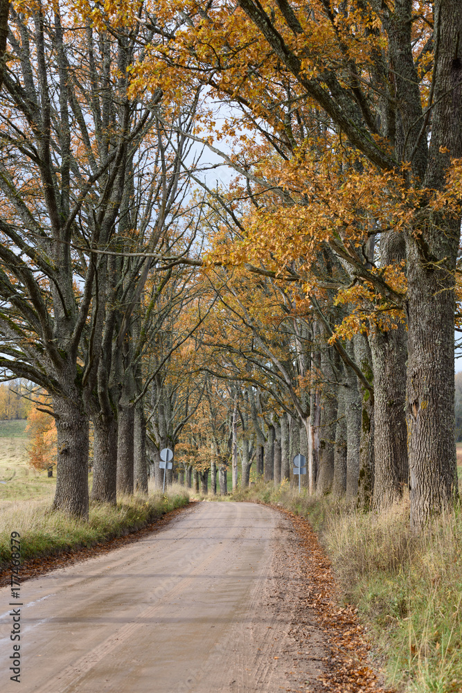 Fototapeta premium empty road in the countryside in autumn