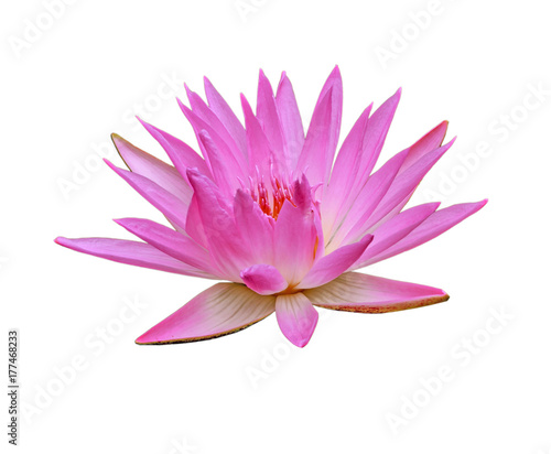 Pink lotus isolated