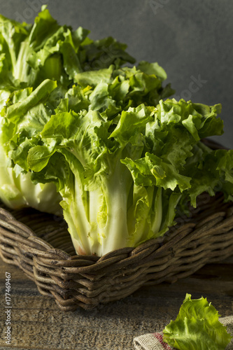 Raw Green Organic Escarole Lettuce