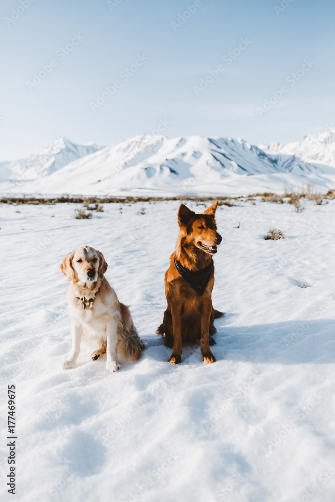 Naklejka premium Dog Pals