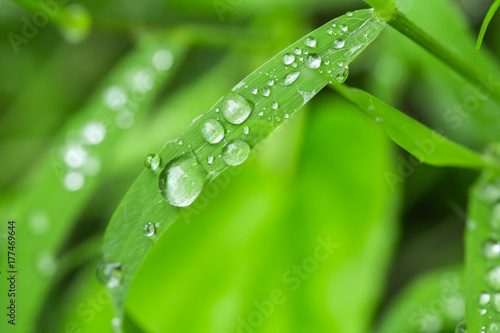 The grass is fresh and wet with drops of water.