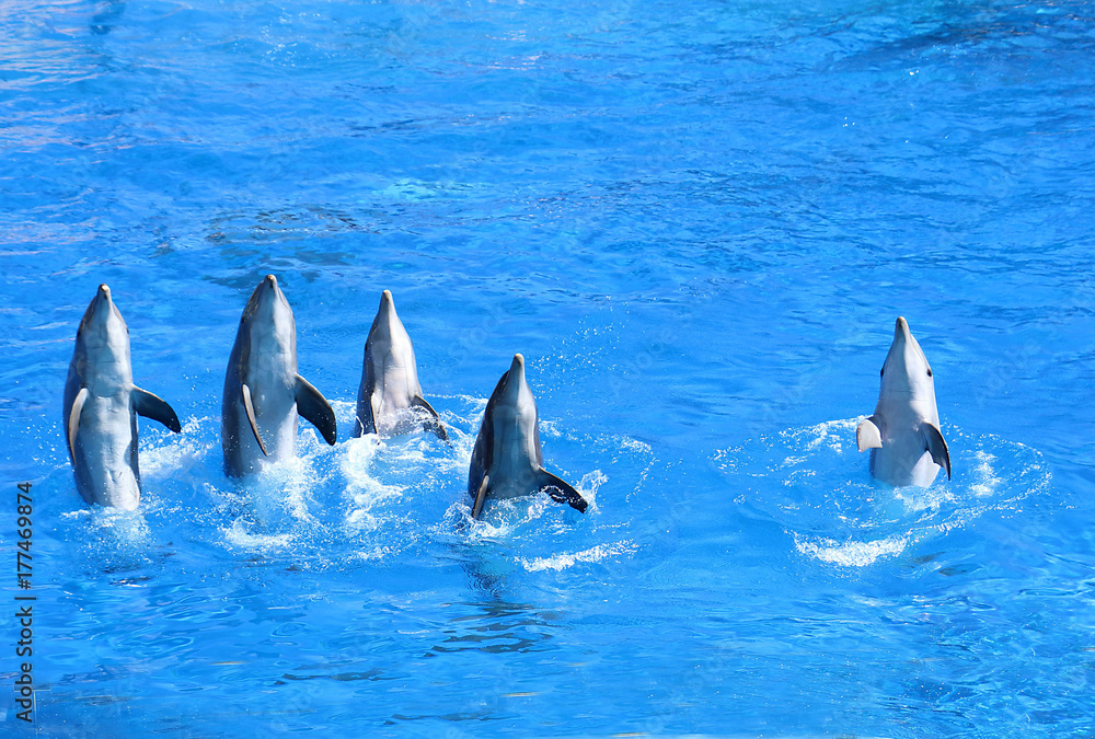 Naklejka premium Delfini(Delphinus Delphis) salutano alla fine dello spettacolo nel delfinario