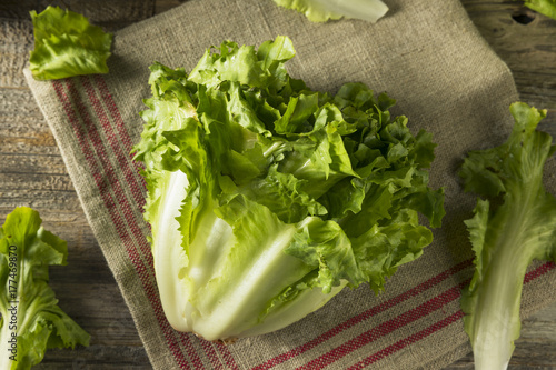 Cuadro en lienzo Raw Green Organic Escarole Lettuce