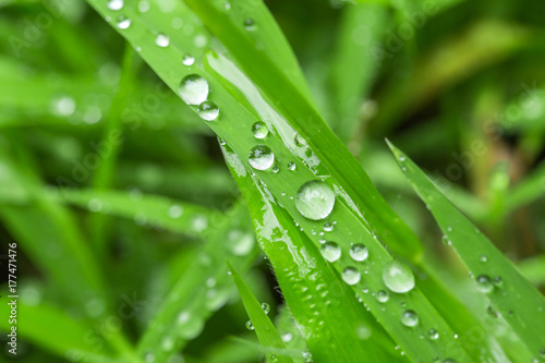 The grass is fresh and wet with drops of water.