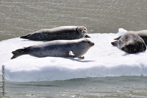 Seals Laying on the Ice in Tracy Arm Fjord, Alaska, USA