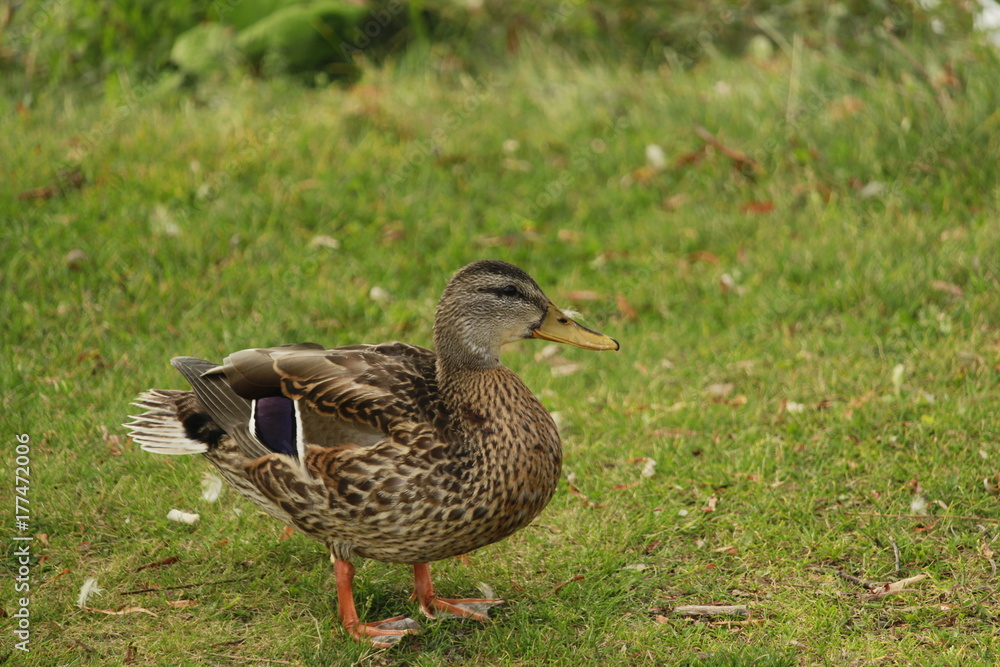 Duck Duck