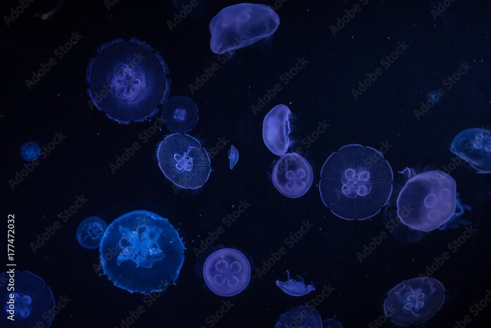 jellyfish at the aquarium jellyfish at the aquarium