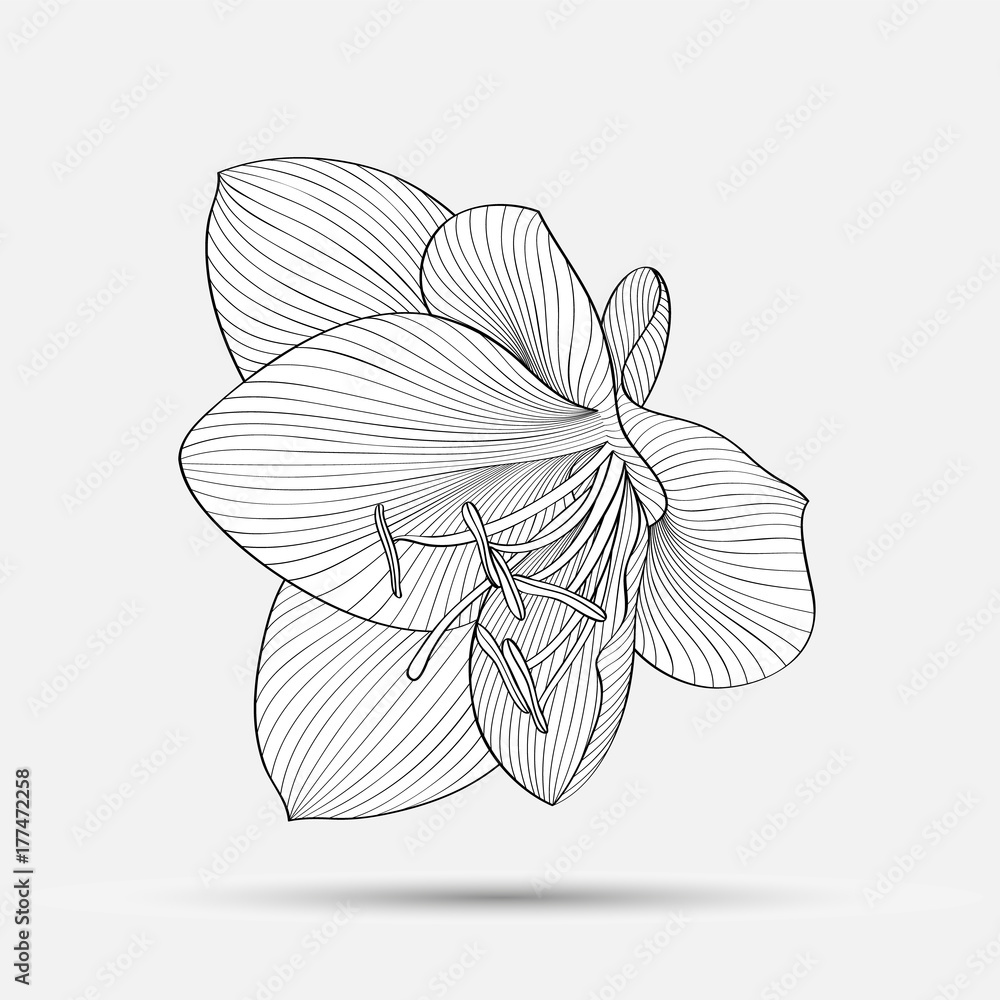 Sketch flower background card frame monochrome Vector Image