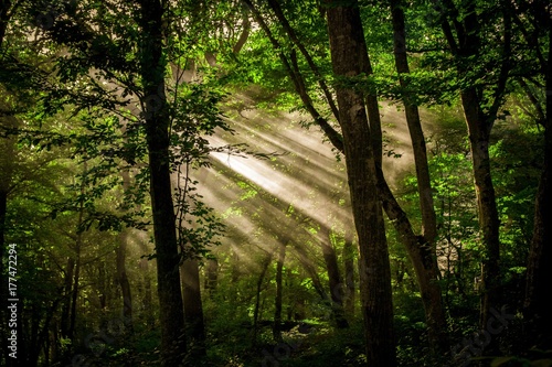 Forest sun light