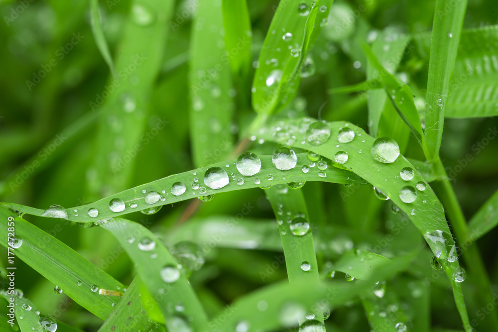 The grass is fresh and wet with drops of water. The grass is fresh and wet with drops of water.