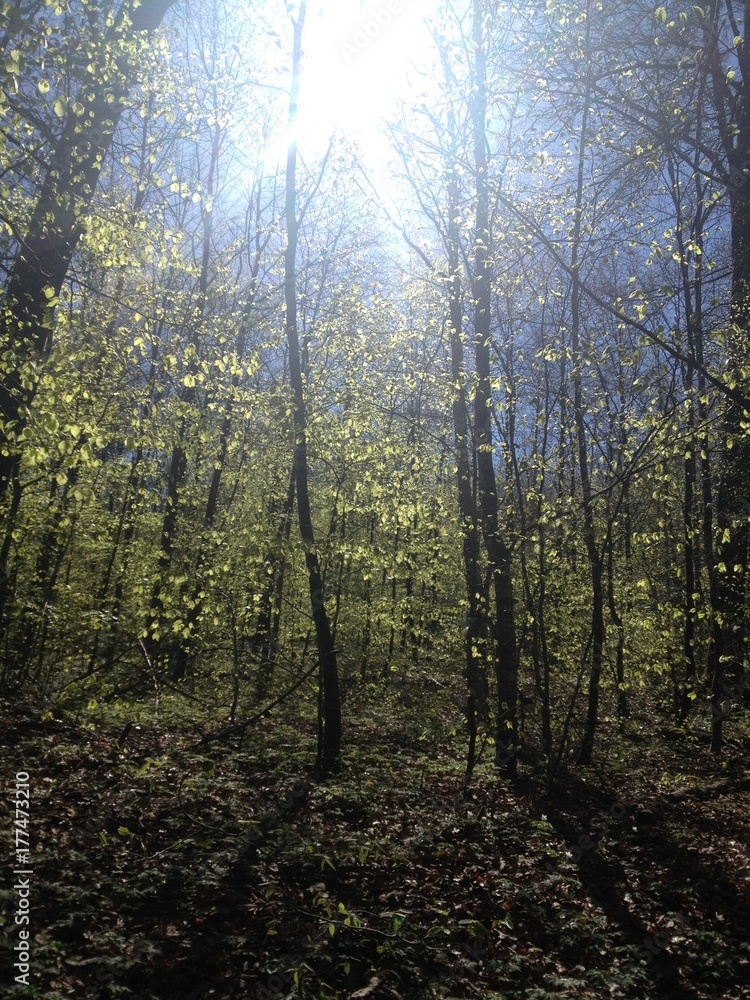 Obraz premium Wald im gleissenden Sonnenlicht