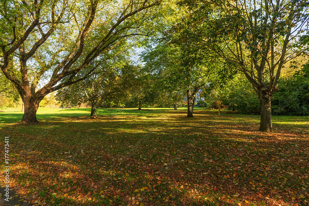 Fototapeta premium Herbst