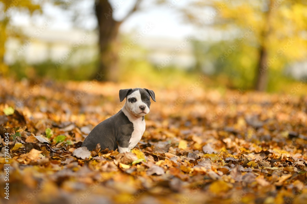 American staffordshire bull terrier American staffordshire bull terrier