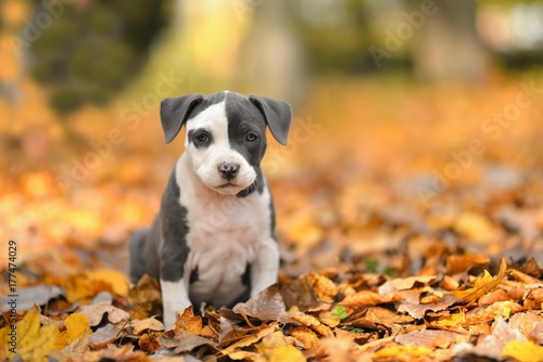 American staffordshire bull terrier