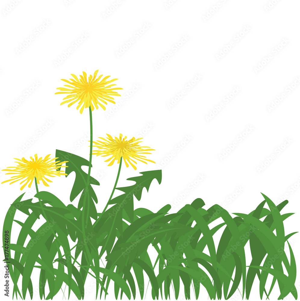 Grass with dandelion flowers on white background vector. Grass with dandelion flowers on white background vector.