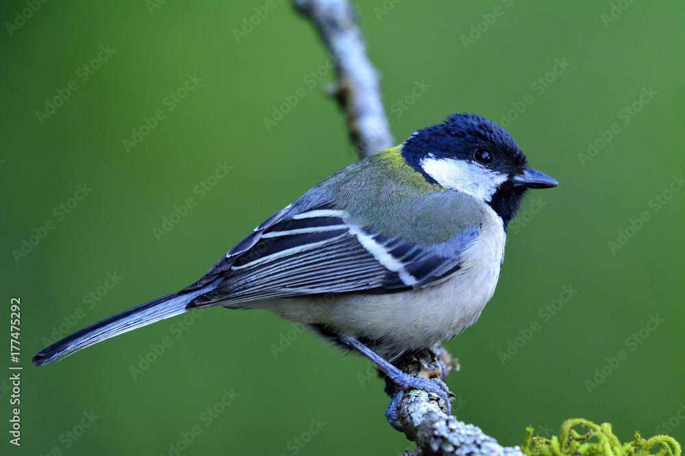 Obraz premium Japanese, Oriental or Great tit (Parus minor) Cute pale grey to yellow back with black head bird perching on branch over green blur background, beautiful nature