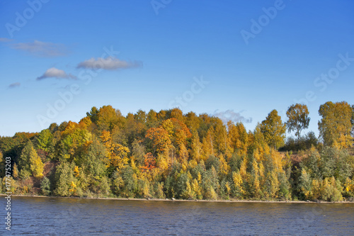 Forest by River in Autumn