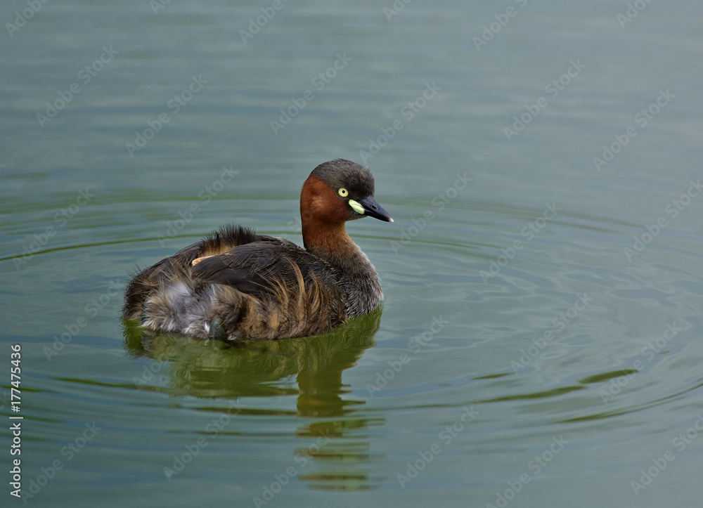 Little Grebe or Dabchick (Tachybaptus ruficollis) swiming in clear water with little waves Little Grebe or Dabchick (Tachybaptus ruficollis) swiming in clear water with little waves