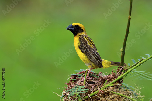 Male of Asian Golden Weaver, beautiful yellow bird with black stripes wings perching on his nest over green blur background, exotic nature photo