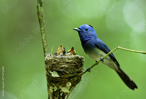 Male of Black-naped monarch or blue flycatcher (Hypothymis azurea) perching beside its nest keep guarding his chicks, lovely daddy blue bird