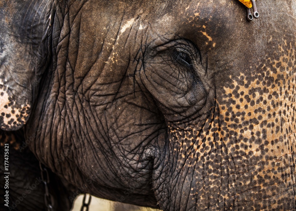 Fototapeta premium Ayutthaya Elephant 