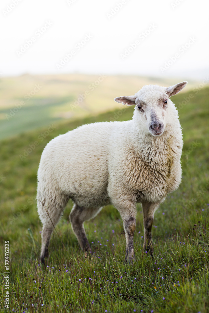 Sheep Grazing On Hillside in Napa, California Sheep Grazing On Hillside in Napa, California