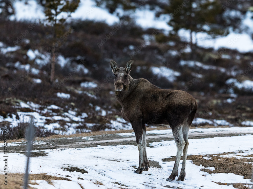 Elk or moose, Alces alces, on Dovre in Norway Elk or moose, Alces alces, on Dovre in Norway