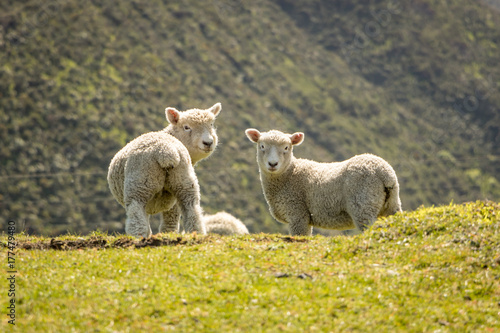 NZ Lambs