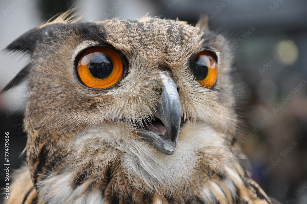 Obraz premium Bubo bubo