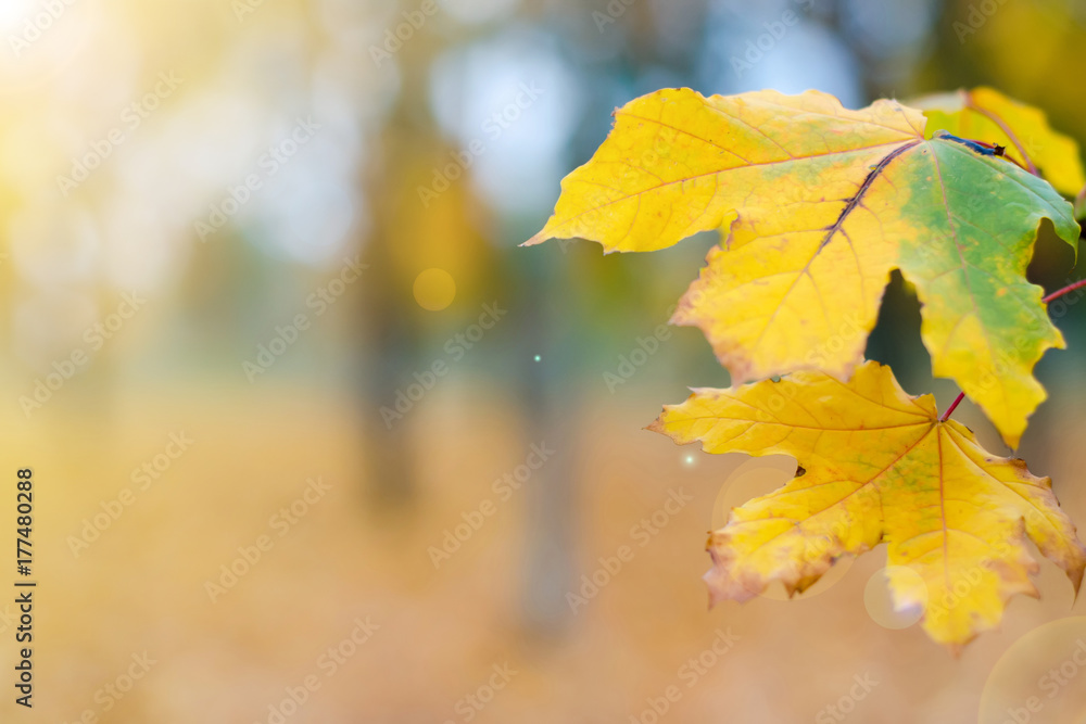 Fototapeta premium Yellow green leaves on a blurred nature
