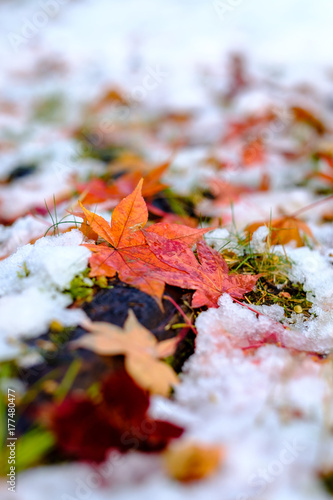 紅葉,落ち葉,雪,秋