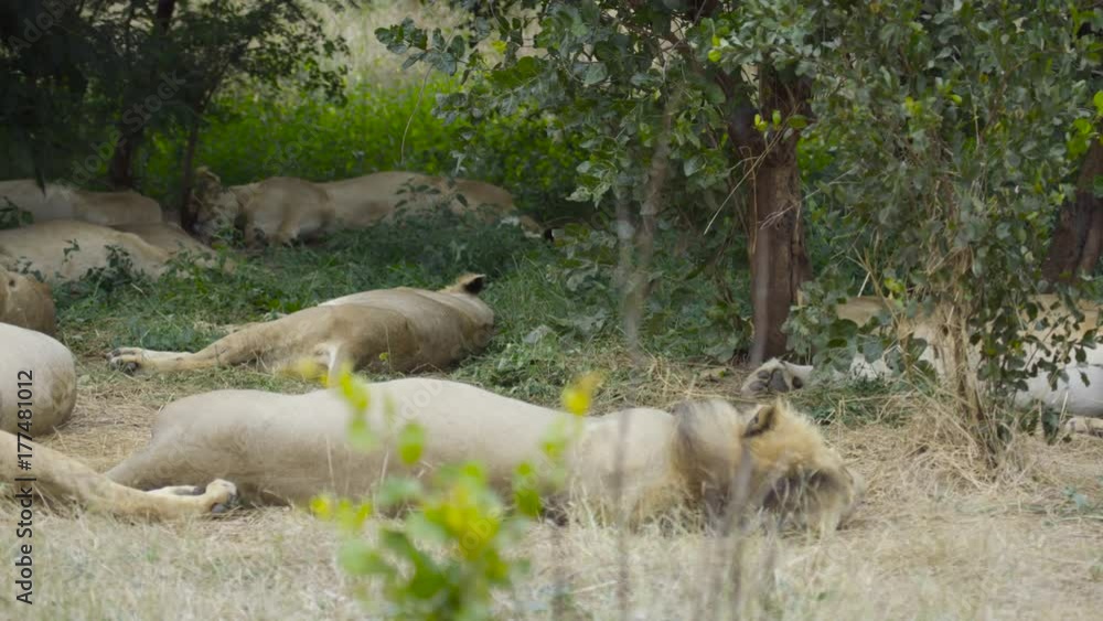 Pride of wild lions sleeping in natural habitat in Zambia, Africa Pride of wild lions sleeping in natural habitat in Zambia, Africa