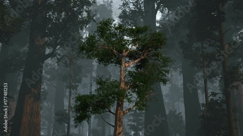 Redwood Growing