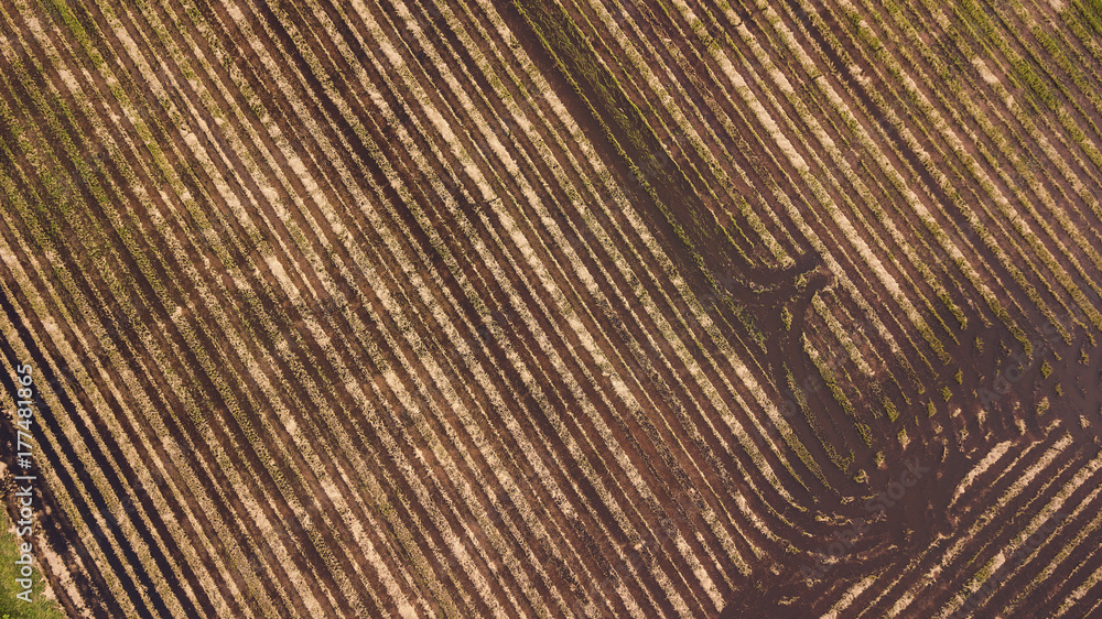 An aerial view of Paddy An aerial view of Paddy