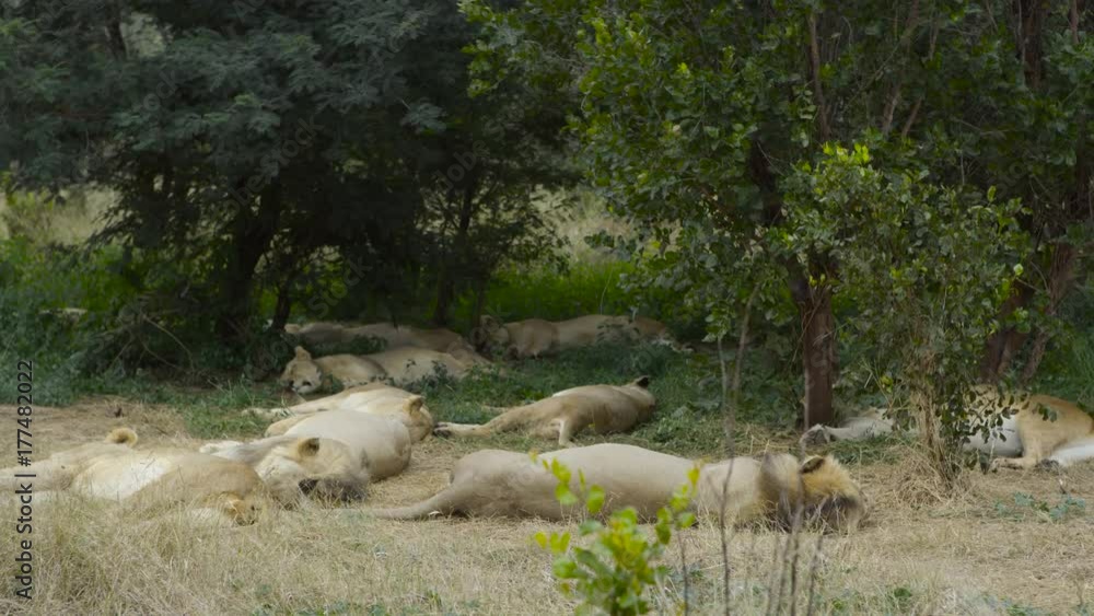 Pride of wild lions sleeping in natural habitat in Zambia, Africa Pride of wild lions sleeping in natural habitat in Zambia, Africa