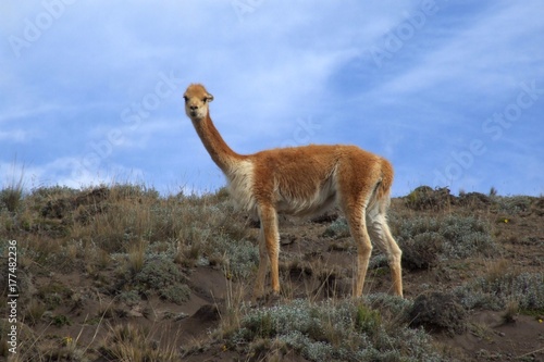 vicuñas (vicugna vicugna) in the wild at Mt. Chimborazo, Ecuador