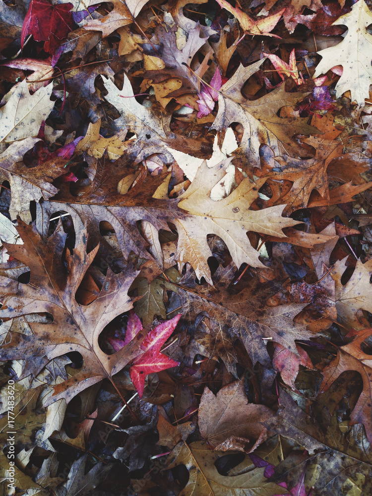 Oak leaves in autumn Oak leaves in autumn