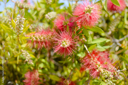 Colorful beautiful Callistemon natural exotic blooming flower bush vibrant abstract background, closeup photo