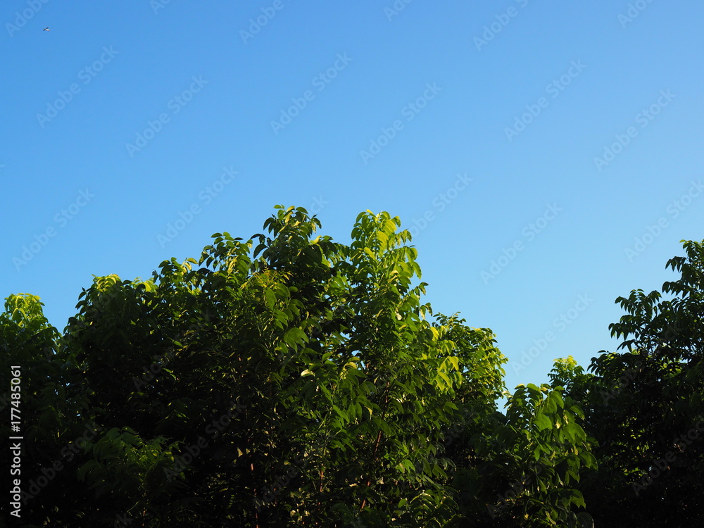 Obraz premium Bright clear blue sky with green leaf tree bush shoot reflecting golden warm sunlight background, branch lower border frame