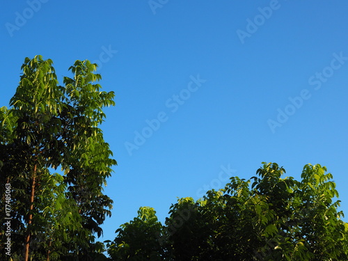 Bright clear blue sky with green leaf tree bush shoot reflecting golden warm sunlight background  branch lower and left border frame
