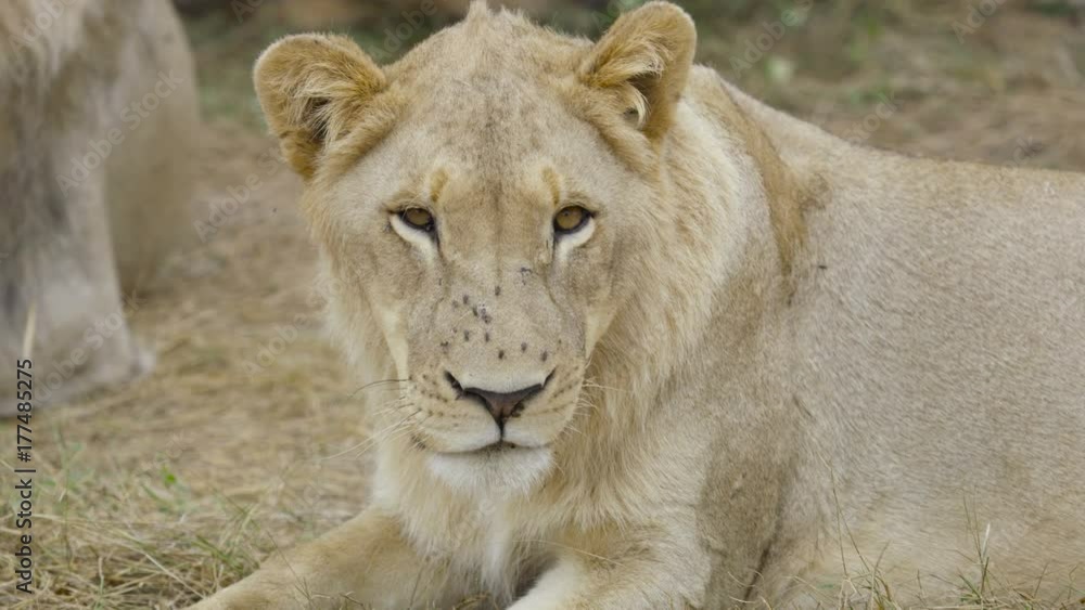Wild lioness relaxing in natural habitat in Zambia, Africa Wild lioness relaxing in natural habitat in Zambia, Africa