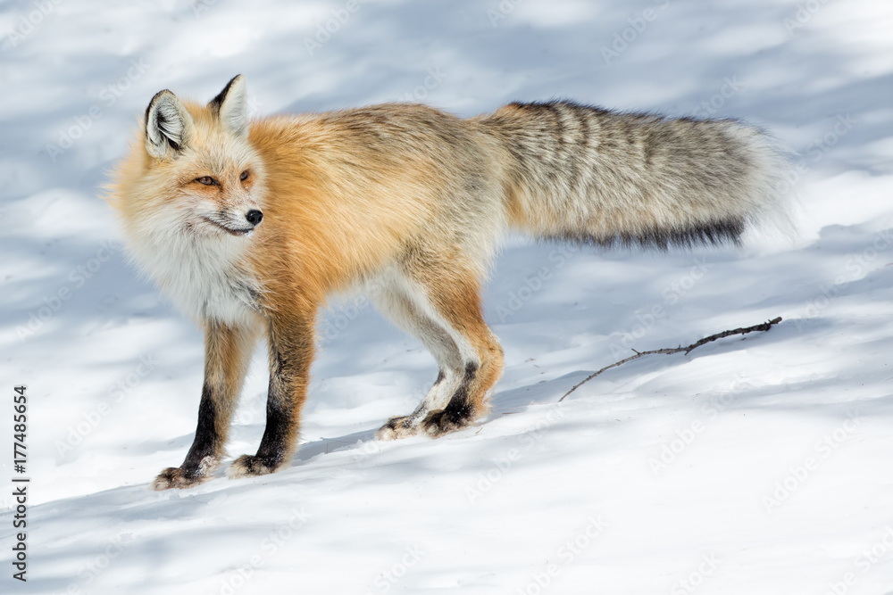Red Fox In Winter Red Fox In Winter
