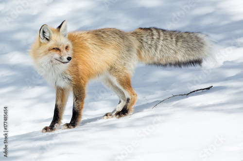 Red Fox In Winter