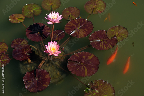 Fotografia pink water lilies with coy fish in pond