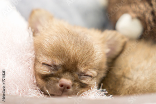 Funny Puppy Chihuahua is Sleeping with Him Dolls. © Phanuwat Y.
