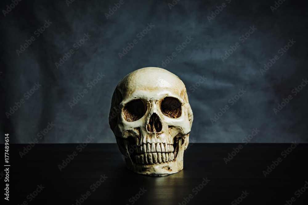 skull on the table , still life skull on the table , still life
