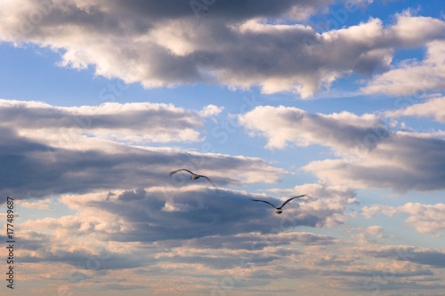seagulls flying cloudy sky
